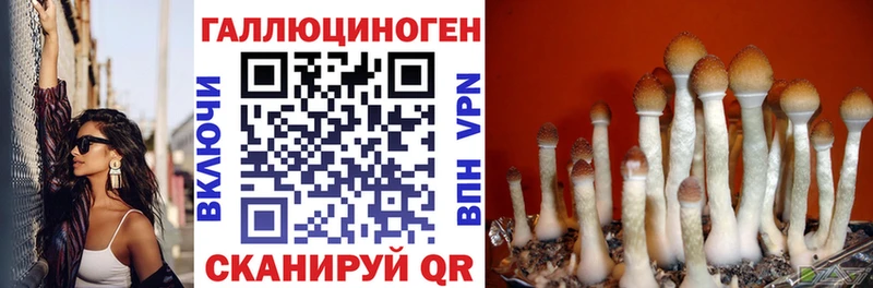 Купить где  Калуга  Псилоцибиновые грибы GOLDEN TEACHER 